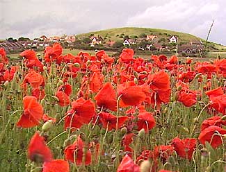 Poppyland.