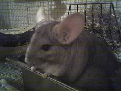 A giant mouse in a bath