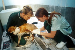 Animal Hospital