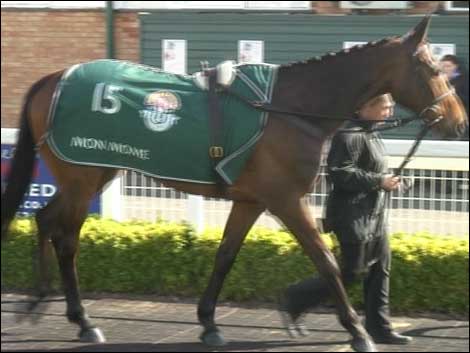 Mon Mome, the Grand National winner, arrives at Hereford Racecourse to meet the racing public.