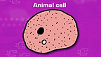 Animal Cells