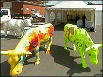 Cows 