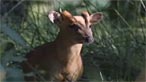Muntjac deer