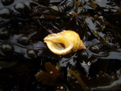 Faochag