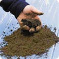 Silty soil