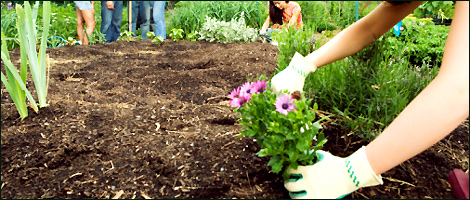 Soil