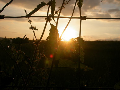 Devon sunset