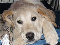 Darcy the Guide Puppy
