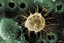 Stem cells