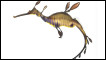 Dragão-marinho ((Phyllopteryx taeniolatus)