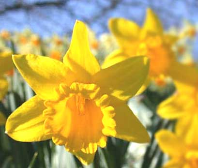 Daffodils - by Don Anderson
