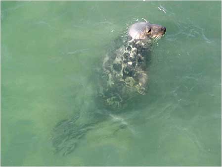 Seal