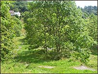 Wooded path