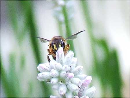 Bee