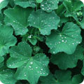 Lady's mantle, Alchemilla mollis