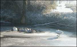 Swans on river