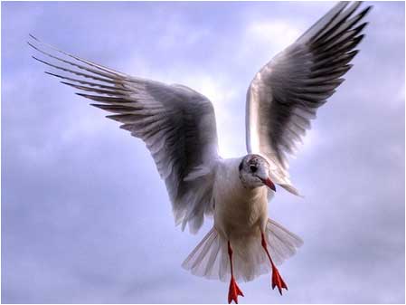 Gull