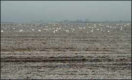 Birds in field