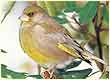 greenfinch