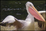 Birdland link