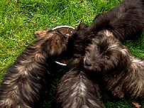 Glen Of Imaal puppy