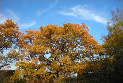 Autumn 2003