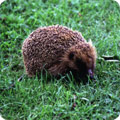 Hedgehog