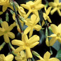 Jasminum nudiflorum, Winter Jasmine
