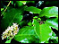 Prunus Lusitanica
