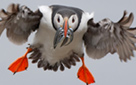 In-flight Meal (click to enlarge)