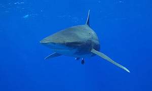 Oceanic white tip shark © Andy Byatt