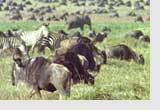 wildebeest and zebra