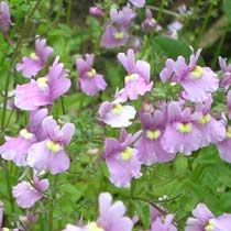 Nemesia 'Innocence'