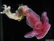 Ctenóforo Batipelágico encontrado acoplado no fundo do mar com tentáculos adesivos