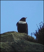 Male Ring Ouzel