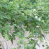 Clematis fargesioides 'Paul Farges'