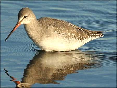 Spotted Redshank