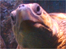 Surviving turtle James