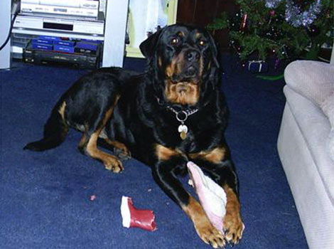 Jasmine makes friends with a slipper