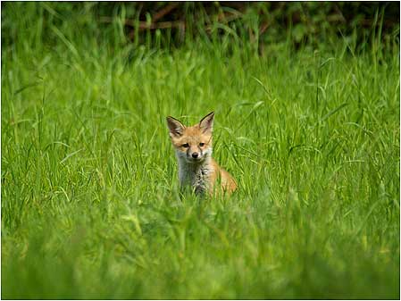 Young Fox