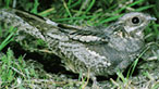 Iolo's Welsh Safari 2006