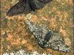 Foto: Andrew Darrington/Alamy/Extreme Insects/HarperCollins