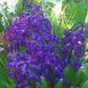 Hyacinthus, Hyacinth