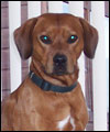 Dexter