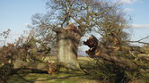 The broken trees... The broken trees...