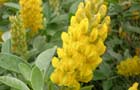 Plants (image: Cytisus battandieri) 