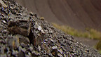 Coal Creation