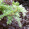 Gleditsia