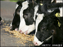 Vacas