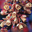 Berberis linearifolia ‘Orange King’, Barberry